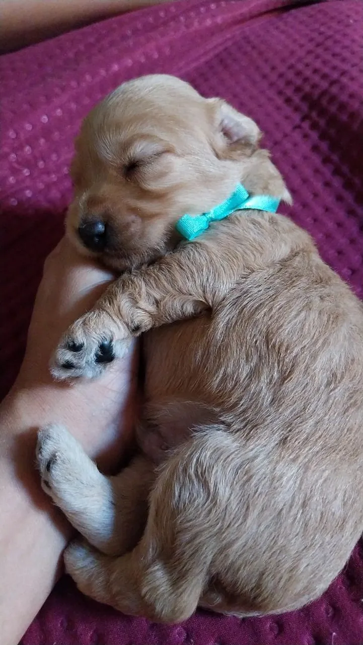 Vendo Filhotes de poodle fêmea 500 macho 400