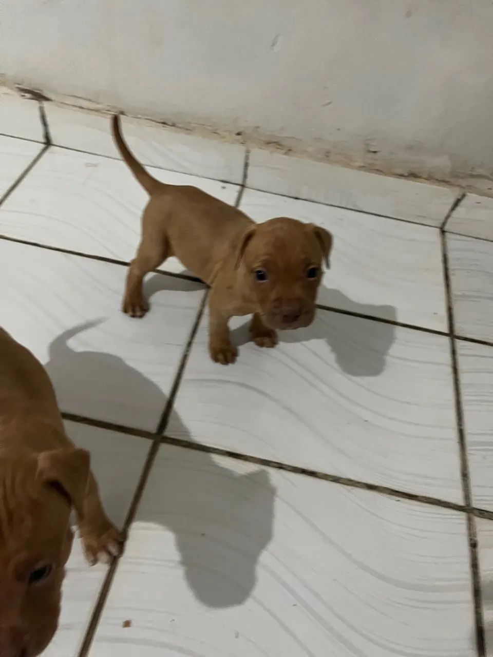 Filhote de Pitbull com pitmoster 