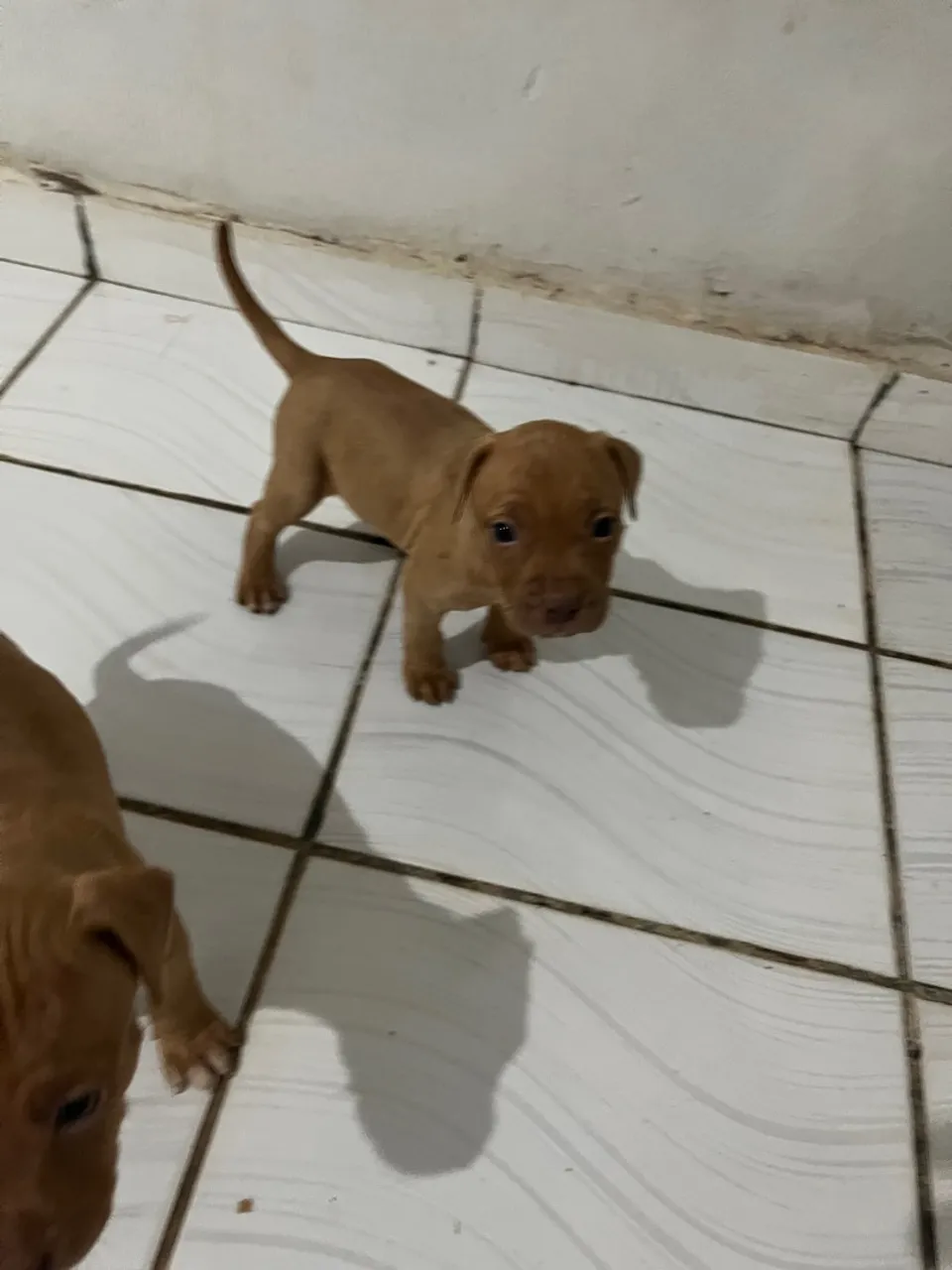 Filhote de Pitbull com pitmoster