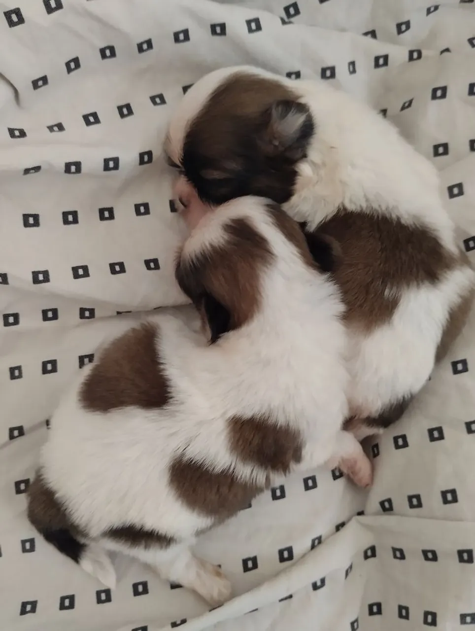 Filhotes fofos de Shih Tzu PUROS
