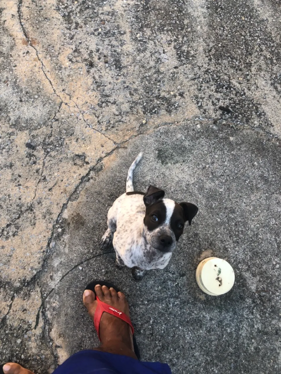 Doando uma cachorrinha com cinco meses de vida.