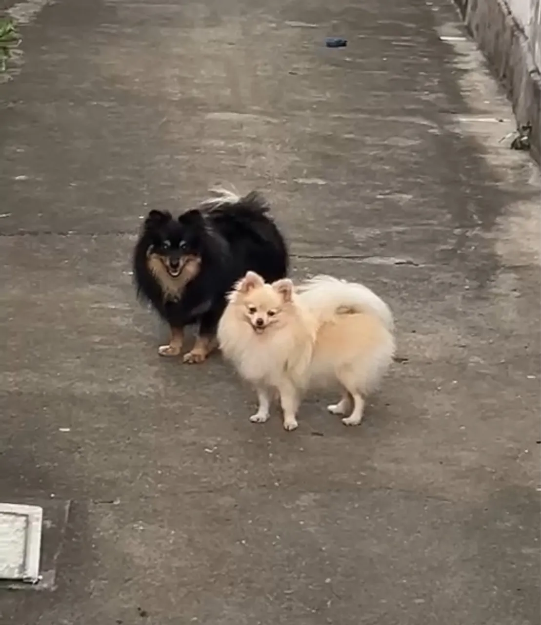 Spitz alemão