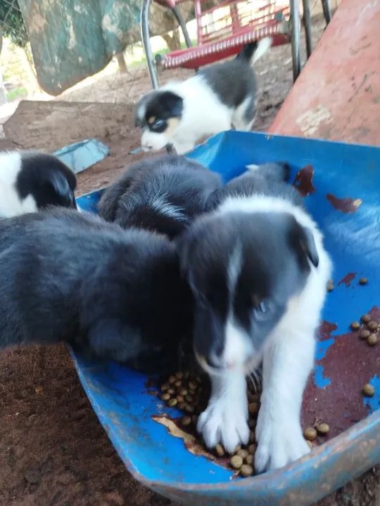 Vende se filhote de border collie  - Foto 5