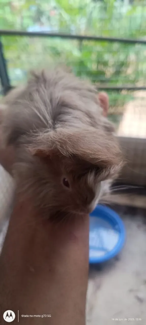 Porquinho da Índia fofo e charmoso fêmea