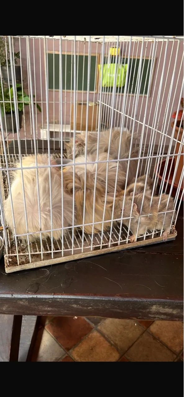 Porquinho da índia Peruano - Foto 2