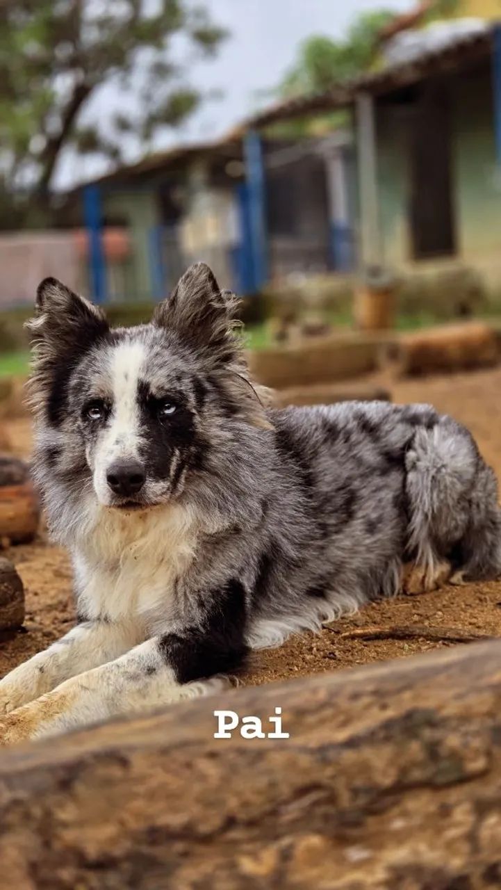 Filhotes de Border Collie