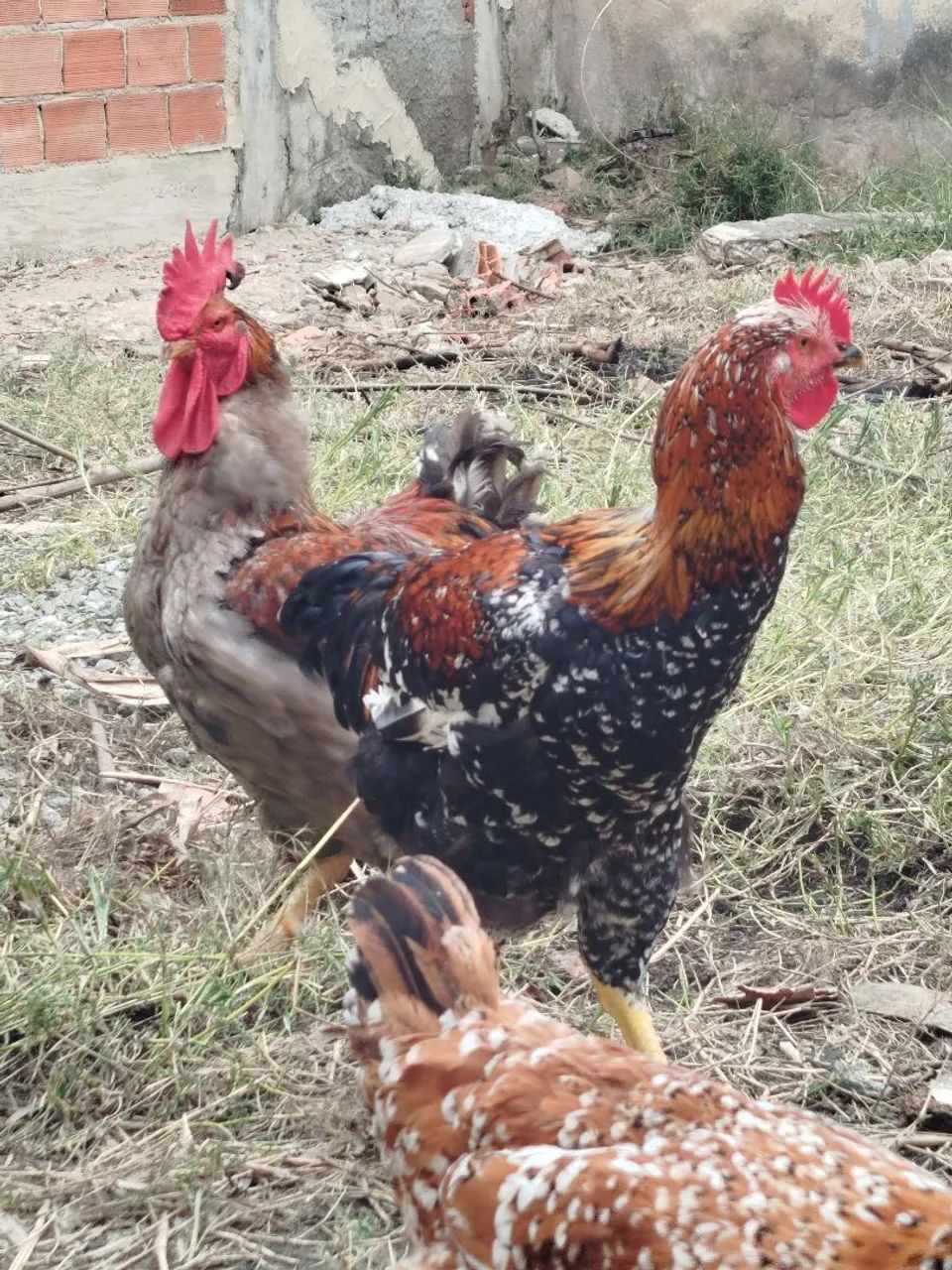 Galinhas gsb sertaneja - Foto 4