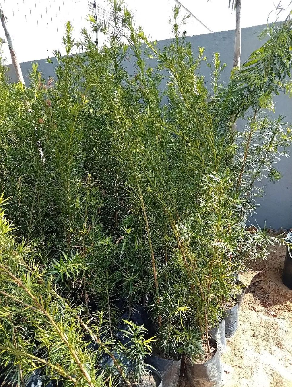 Plantas Podocarpos 