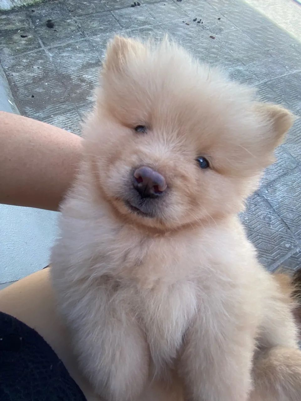 Chow chow macho