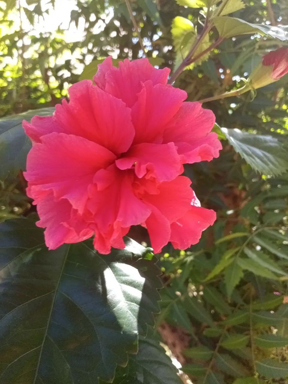 Hibisco  - Foto 4