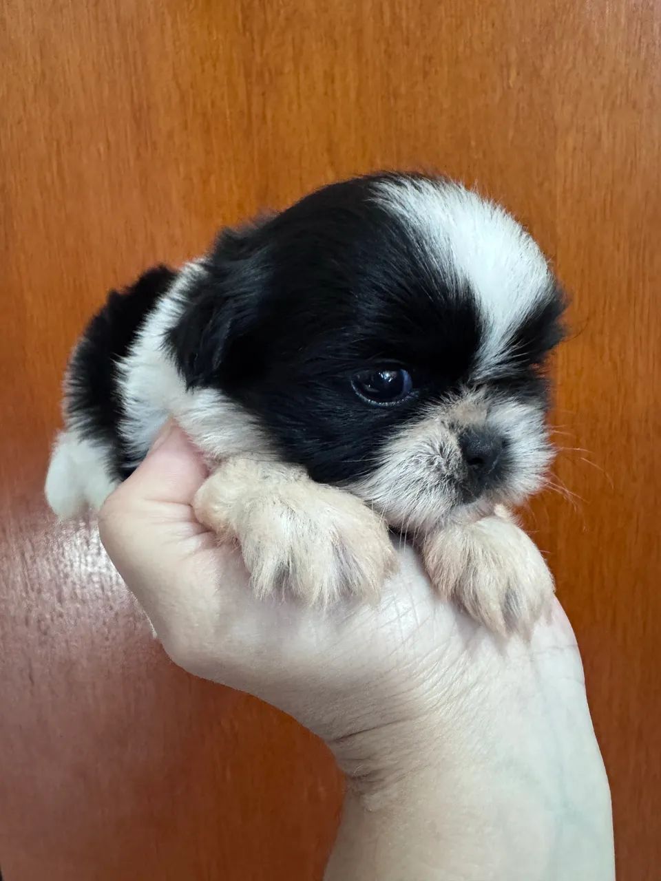 Linda menina  - Foto 3