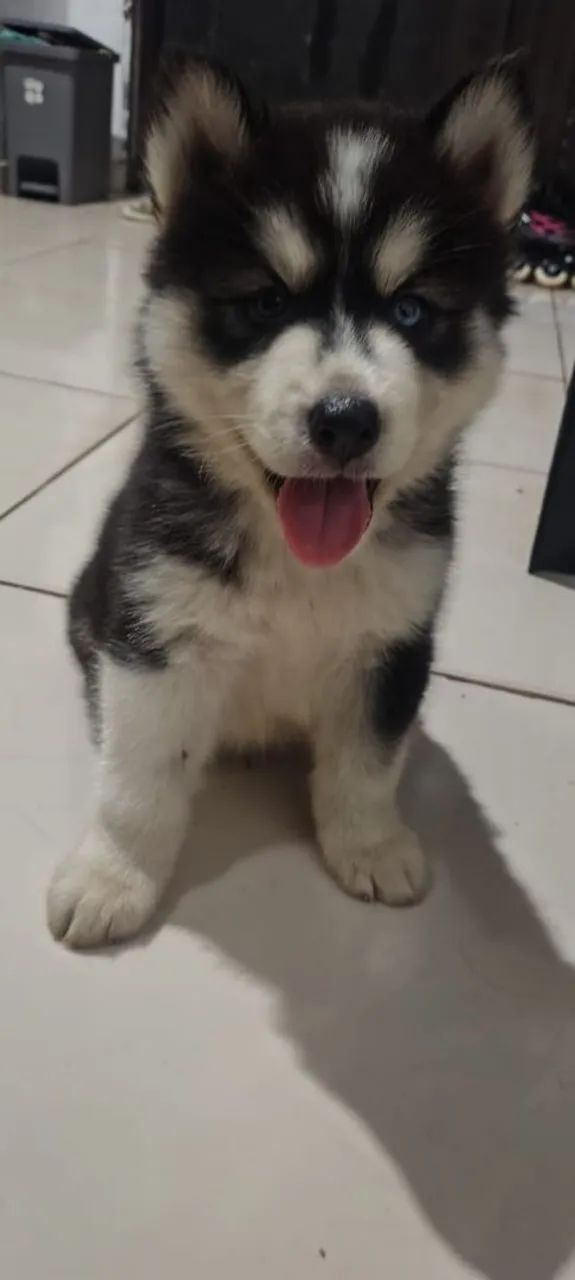 Husky puro  - Foto 4