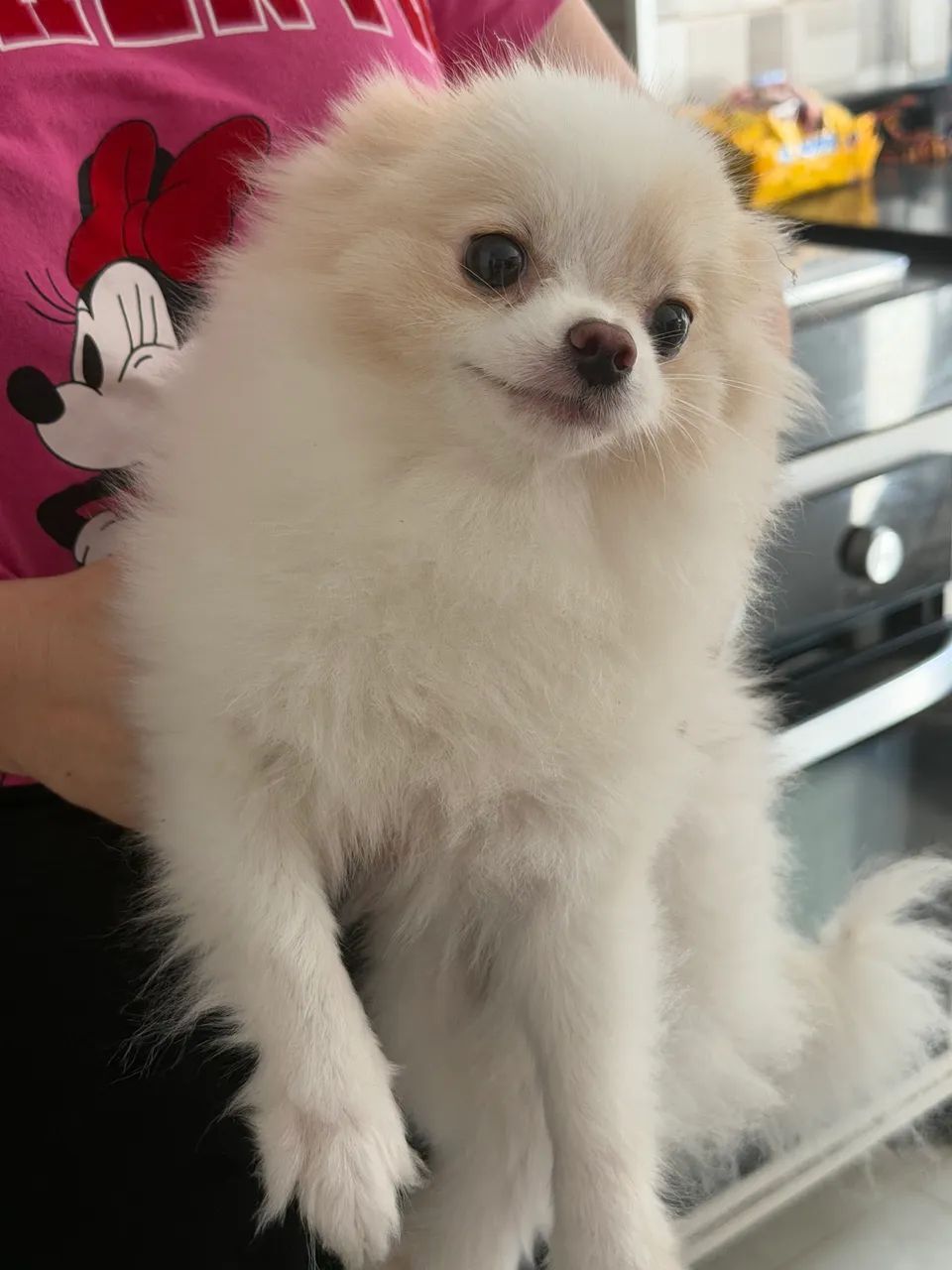 Cachorro Lulu da Pomerania