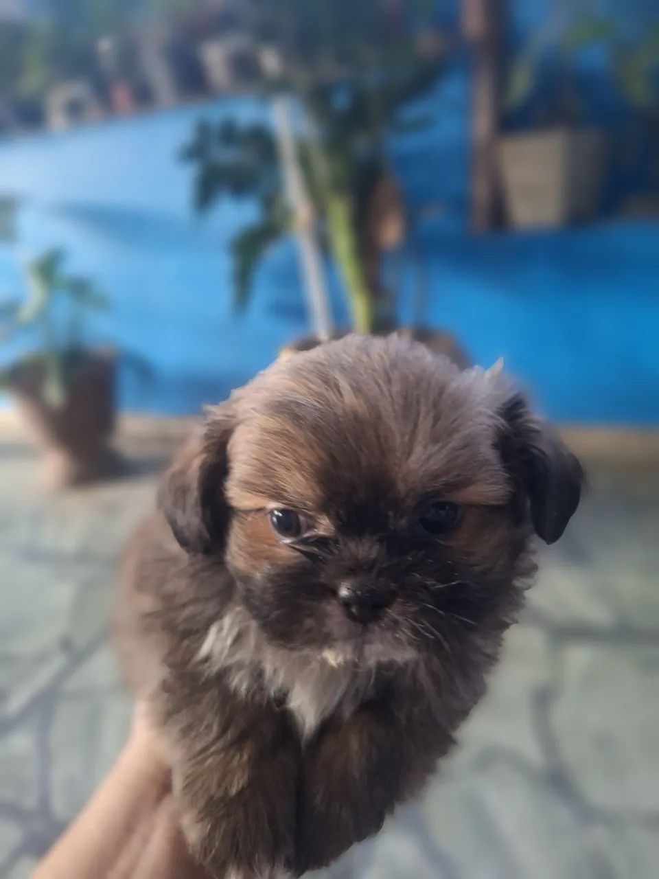 Vende se cachorro  - Foto 2