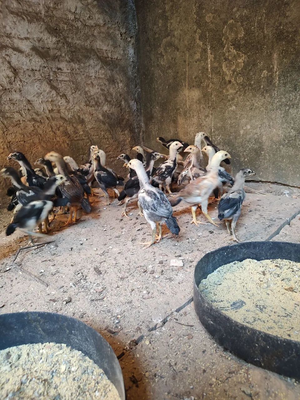 Franguinhos de 70 dias - Foto 3