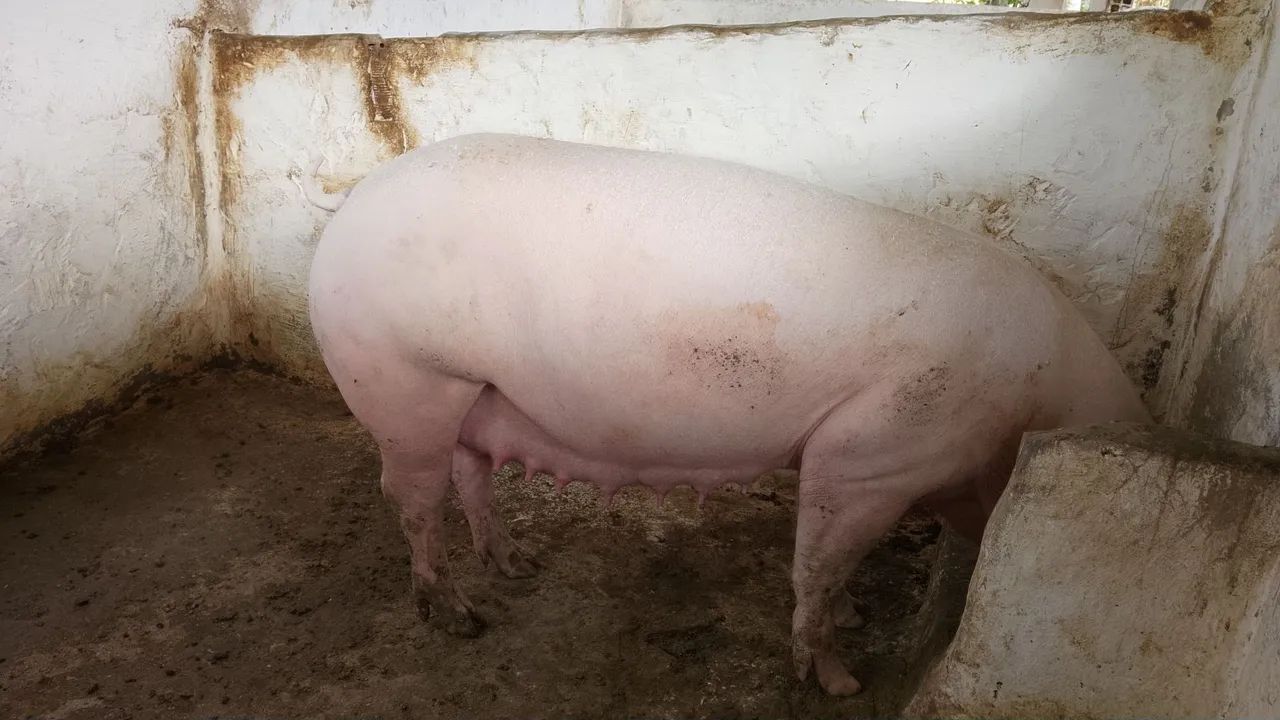 Porca matriz  - Foto 3