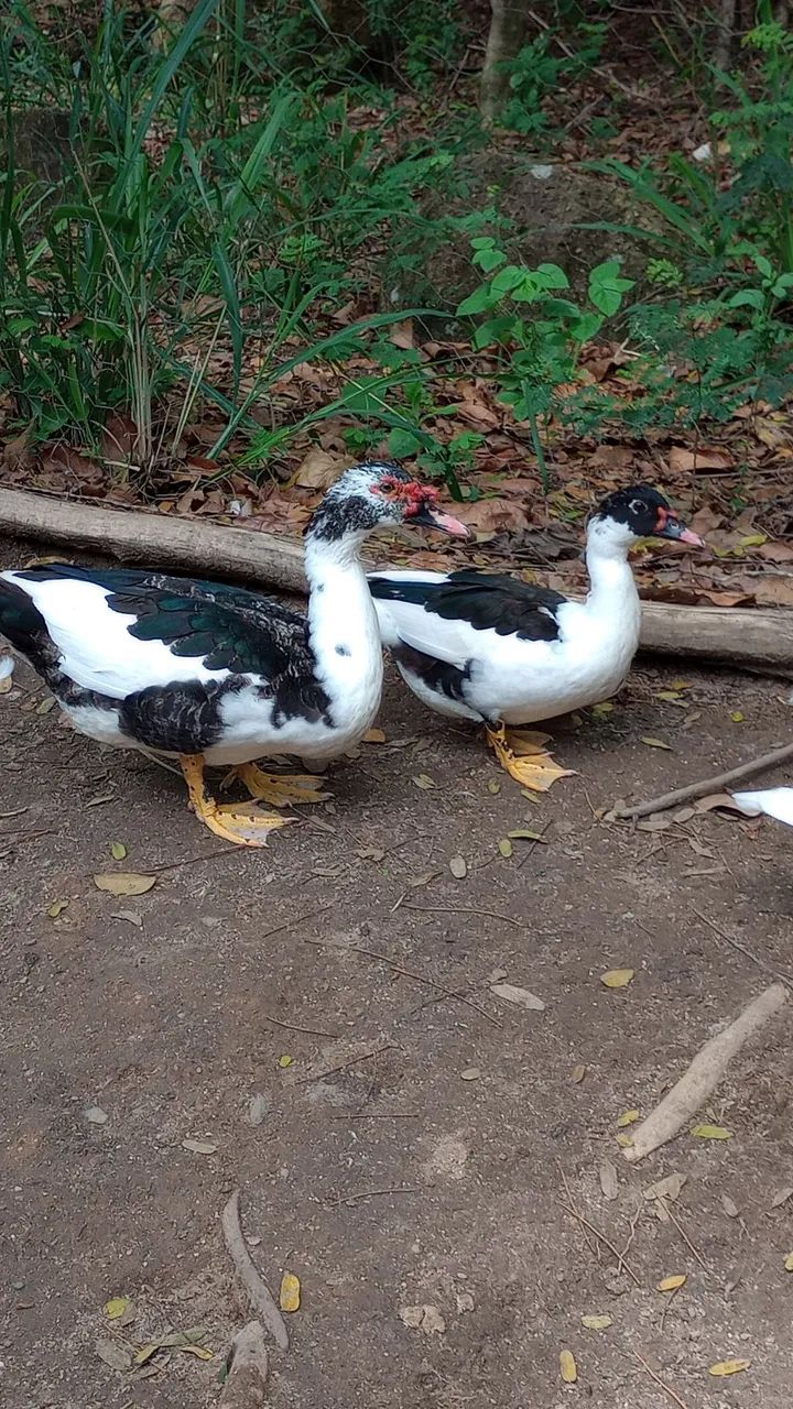 Patos 