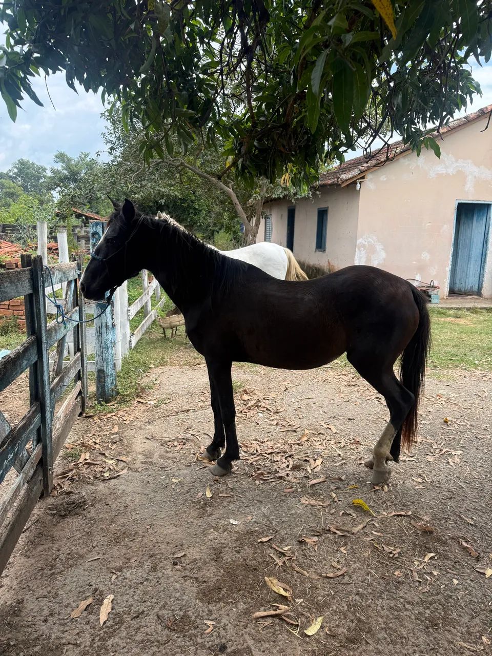 Cavalo égua mangalarga  - Foto 2