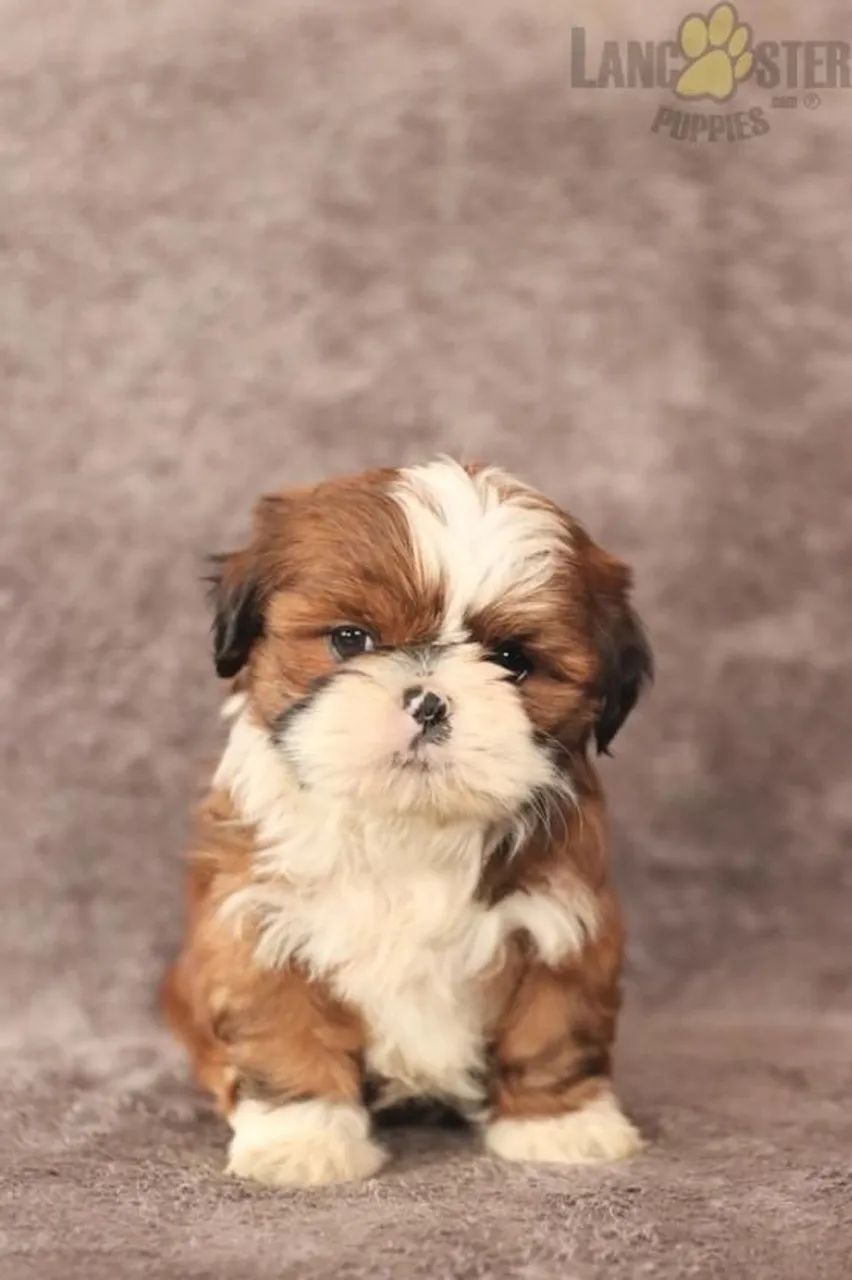 Filhotes shih tzu/shitzu linhagem selecionada saudável dócil saúde