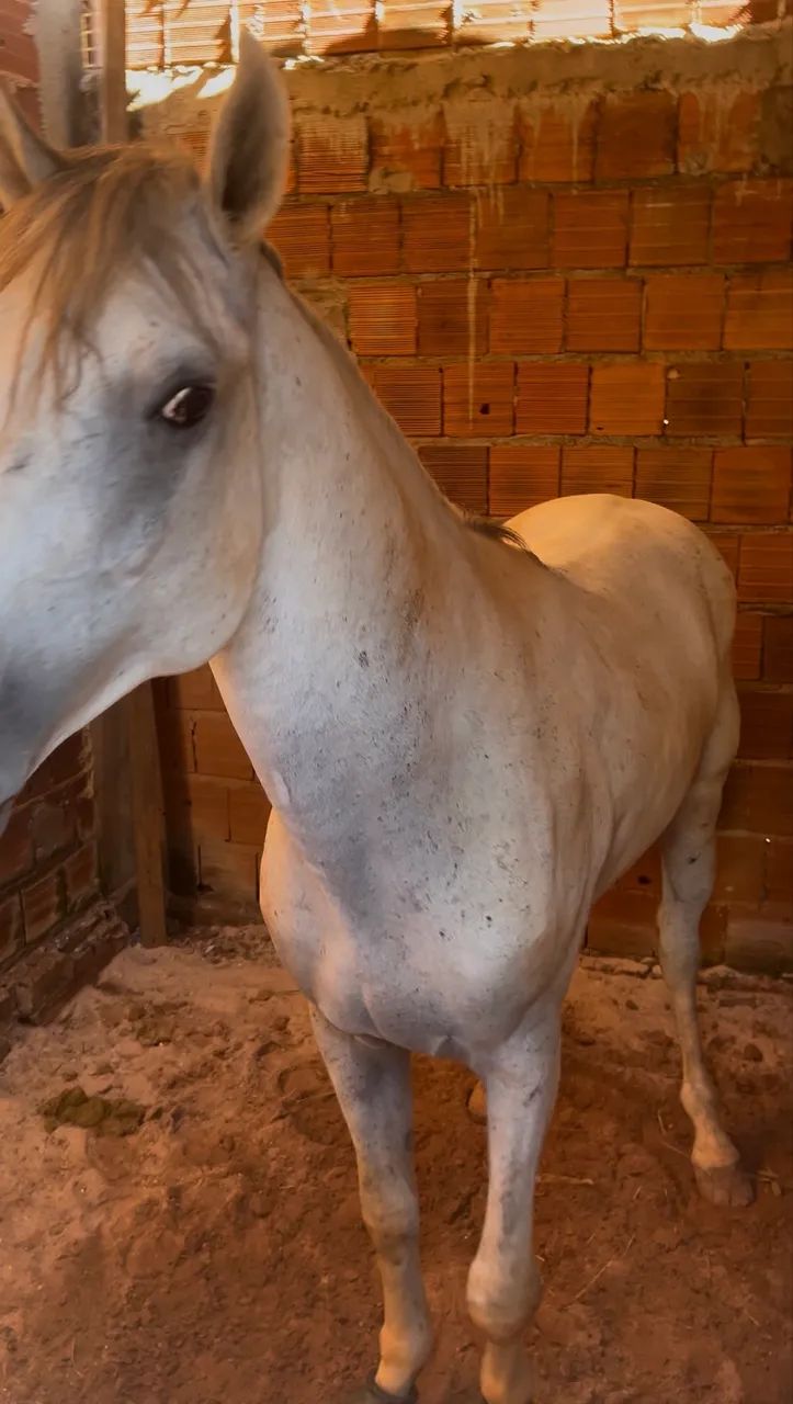 Cavalo Mangalarga a Venda! - Foto 3