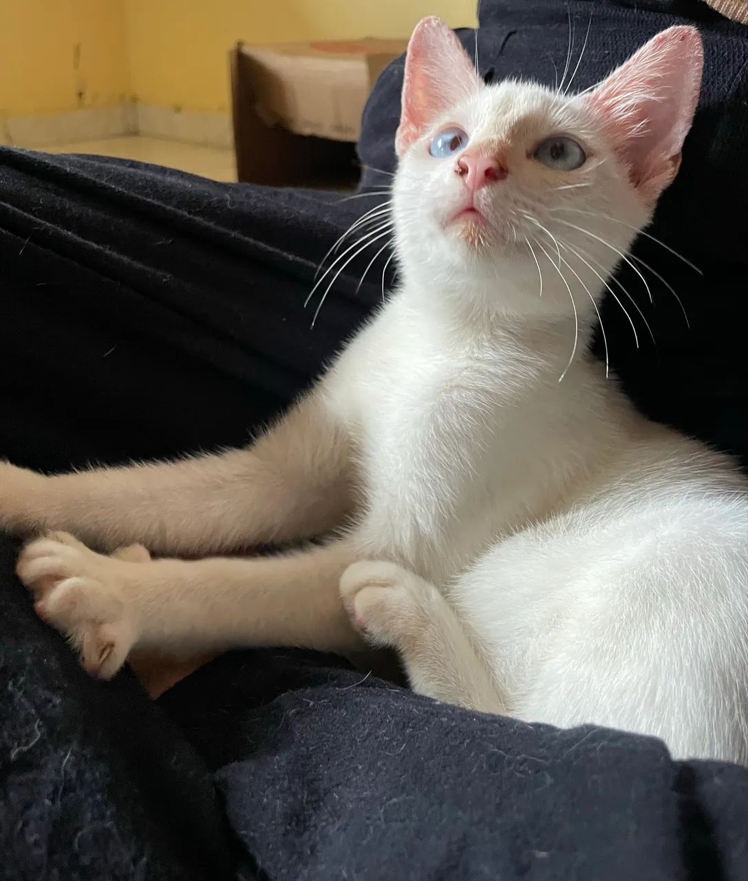 ADOÇÃO RESPONSÁVEL  - Foto 3