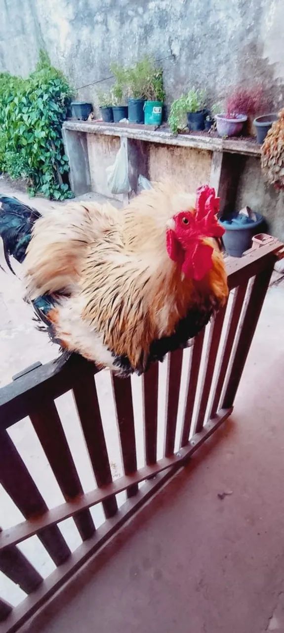 Galo brahma - Foto 2