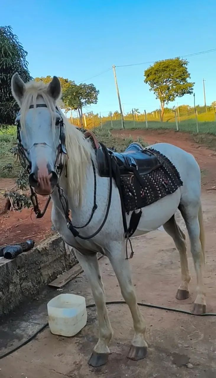 Cavalo Domado  - Foto 5