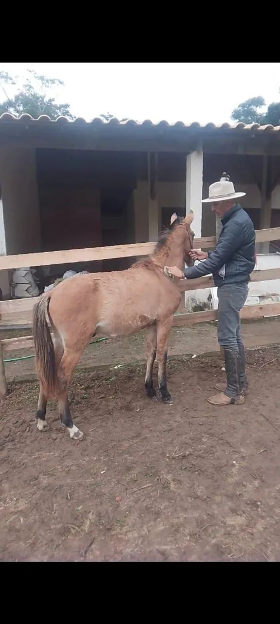 Potro mangalarga  - Foto 2