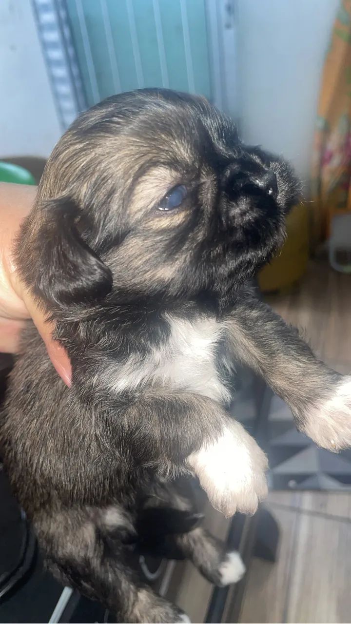 Shih Tzu - Foto 4