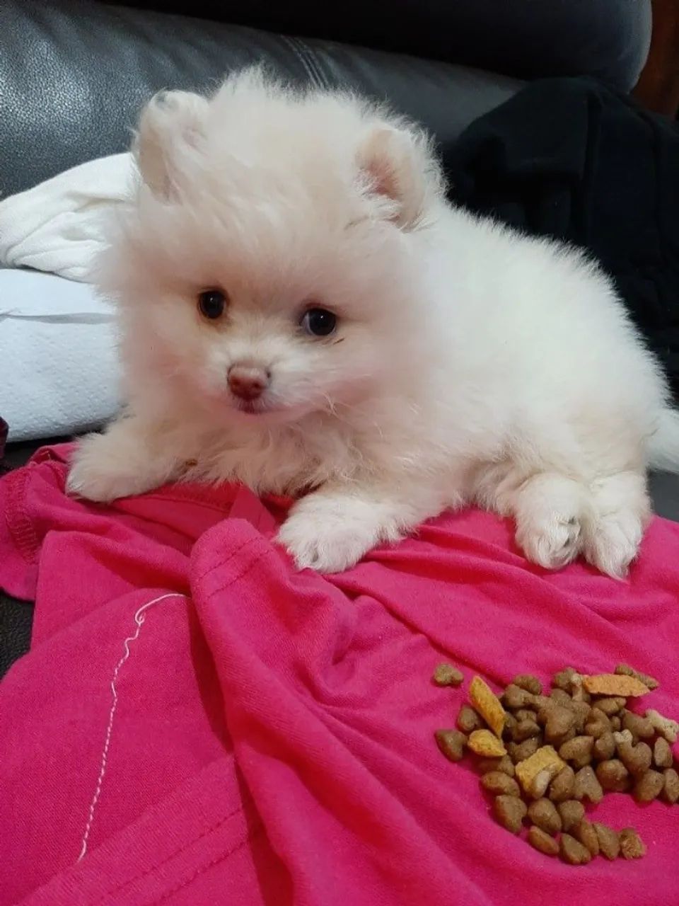 Spitz especial que combina com seu lar - Foto 2