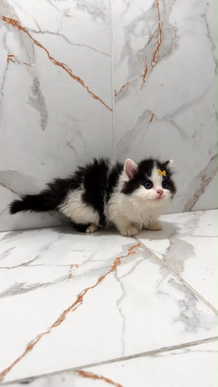 Lindos filhotes angora