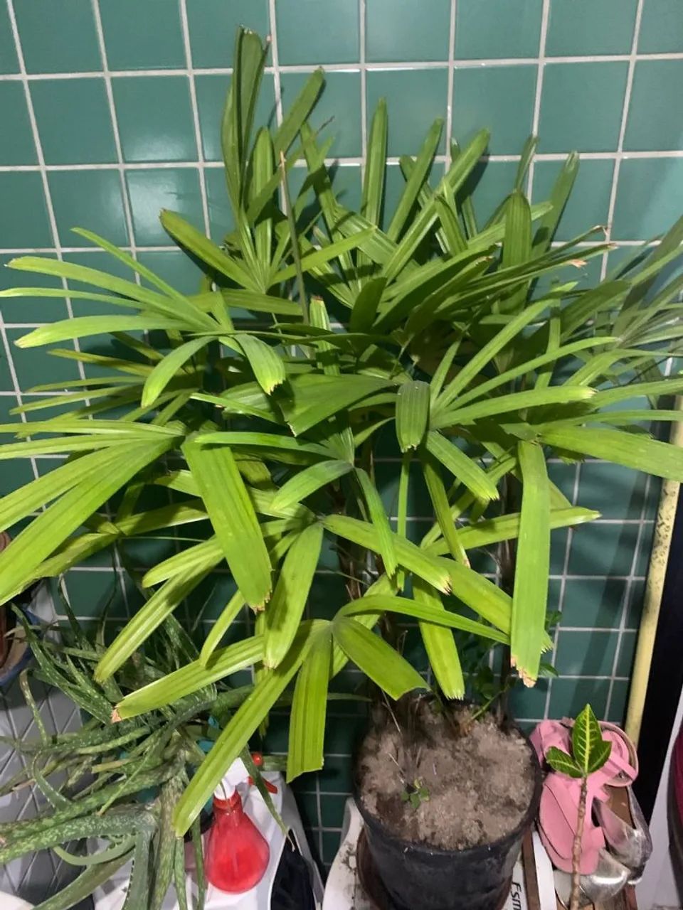 Planta - Foto 5