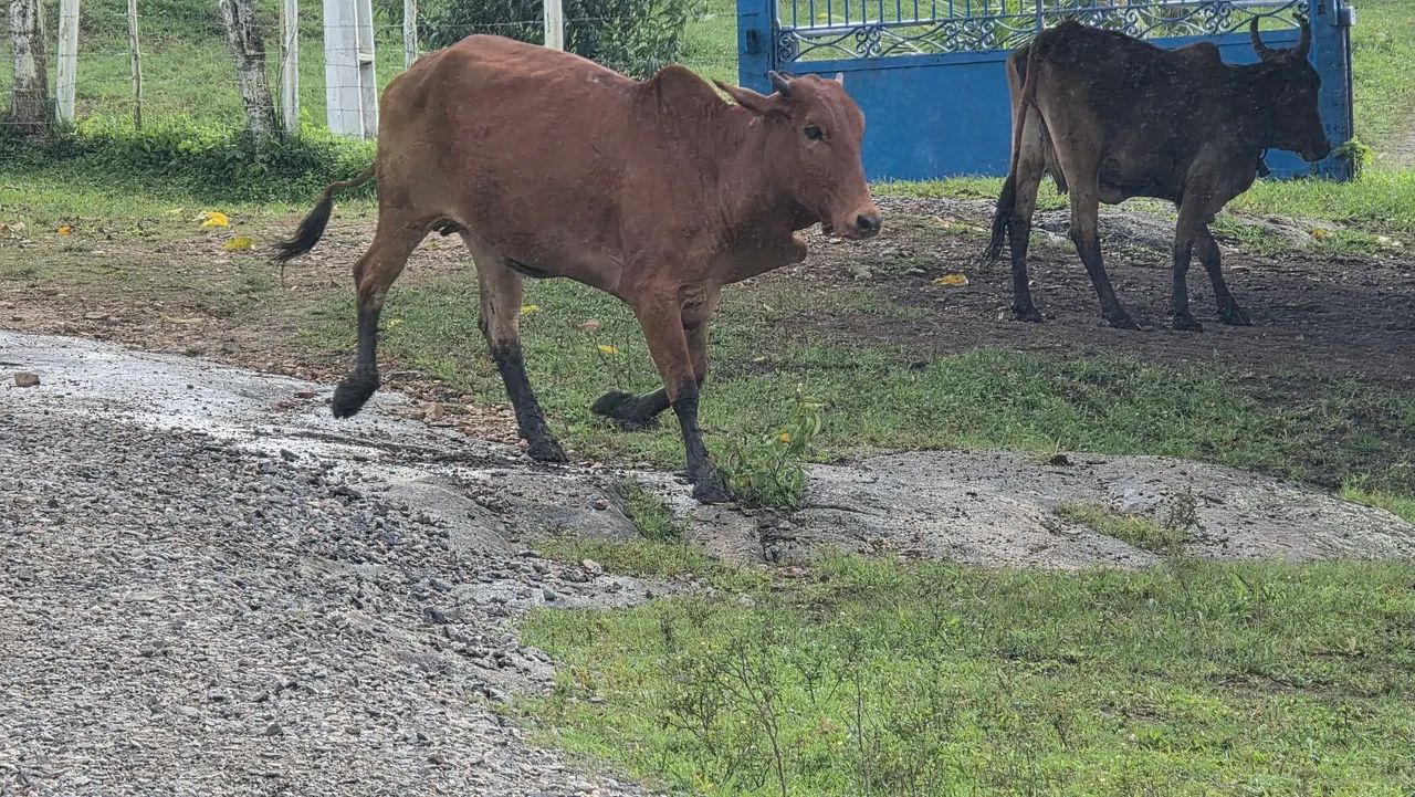 NOVILHA SINDI NEL PRENHA  - Foto 3