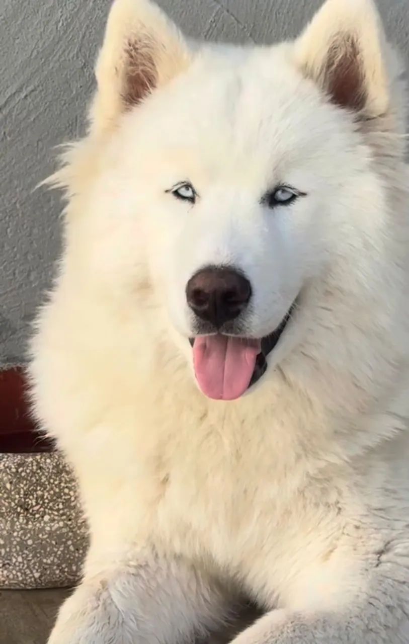 Husky  - Foto 2