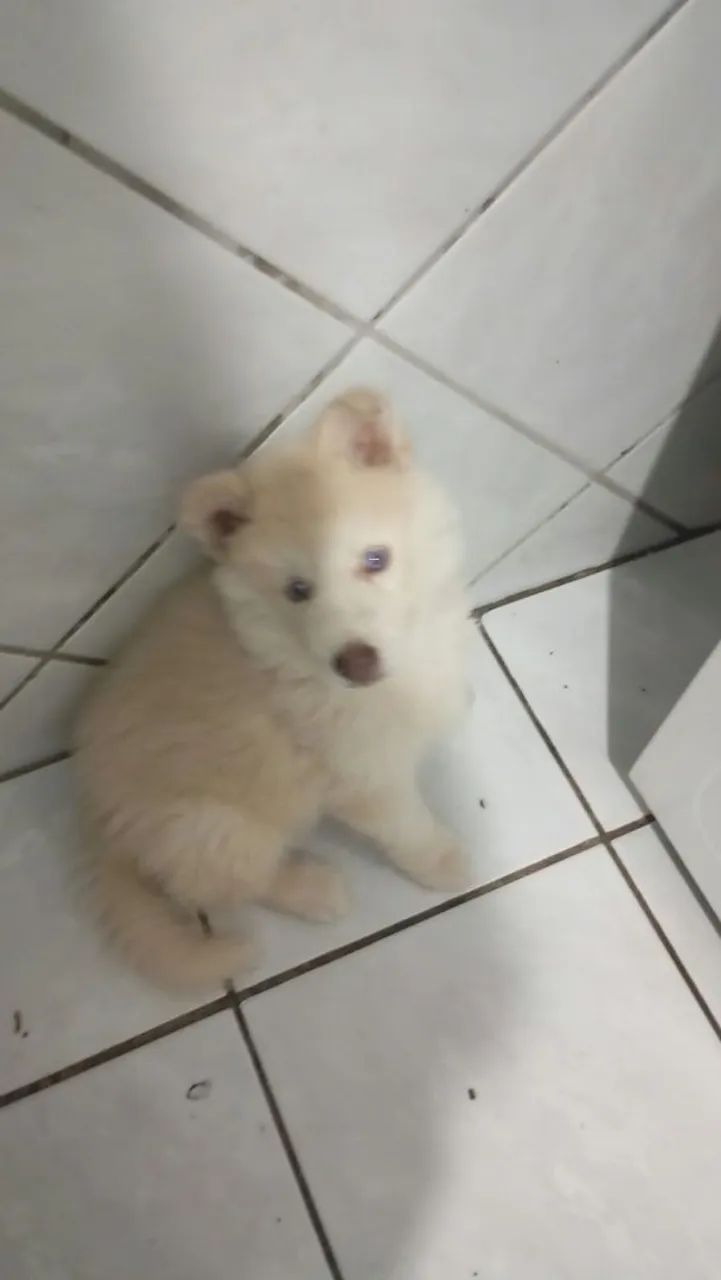 Cachorro Husky siberiano  - Foto 3