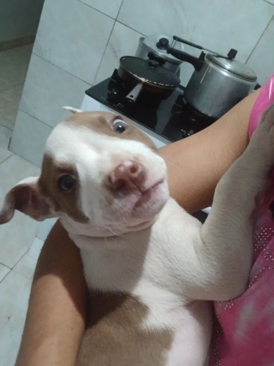 Pit bul macho 2 mês 