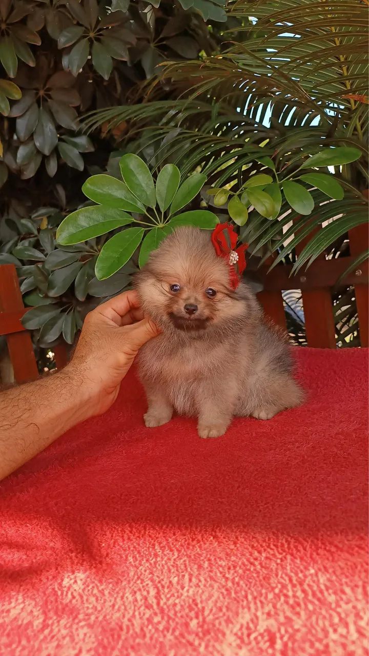Spitz alemão-Cães de porte compacto e perfil atento