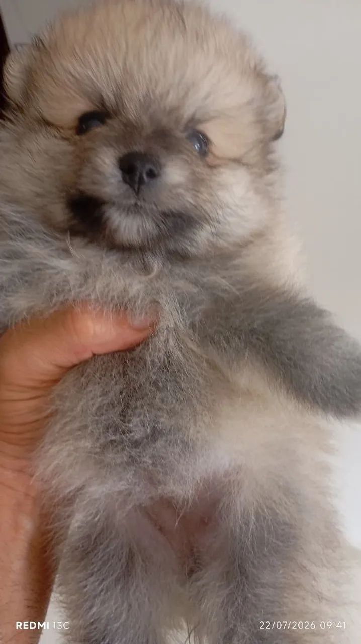 Pets - Foto 2