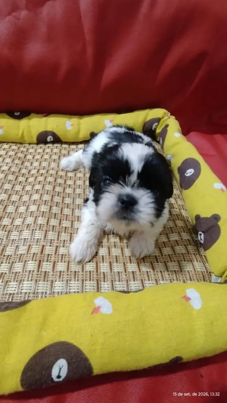 Linda shihtzu  - Foto 3