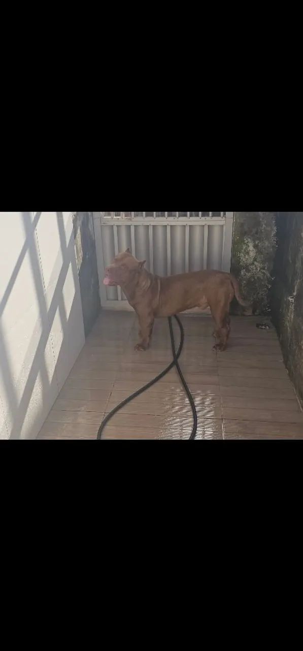 Pitmonster  - Foto 4