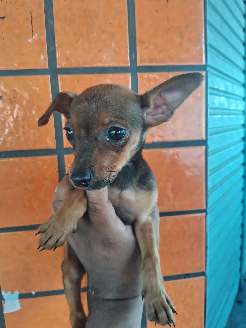 Pinscher macho  - Foto 2