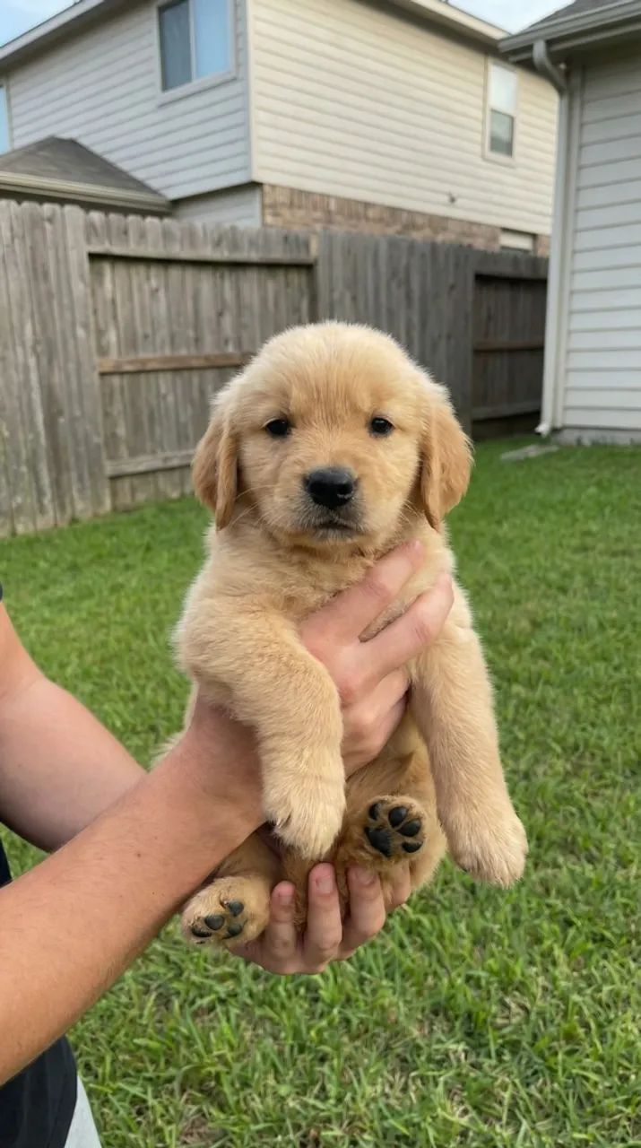 Doação Golden Retriever 2 meses - Foto 2
