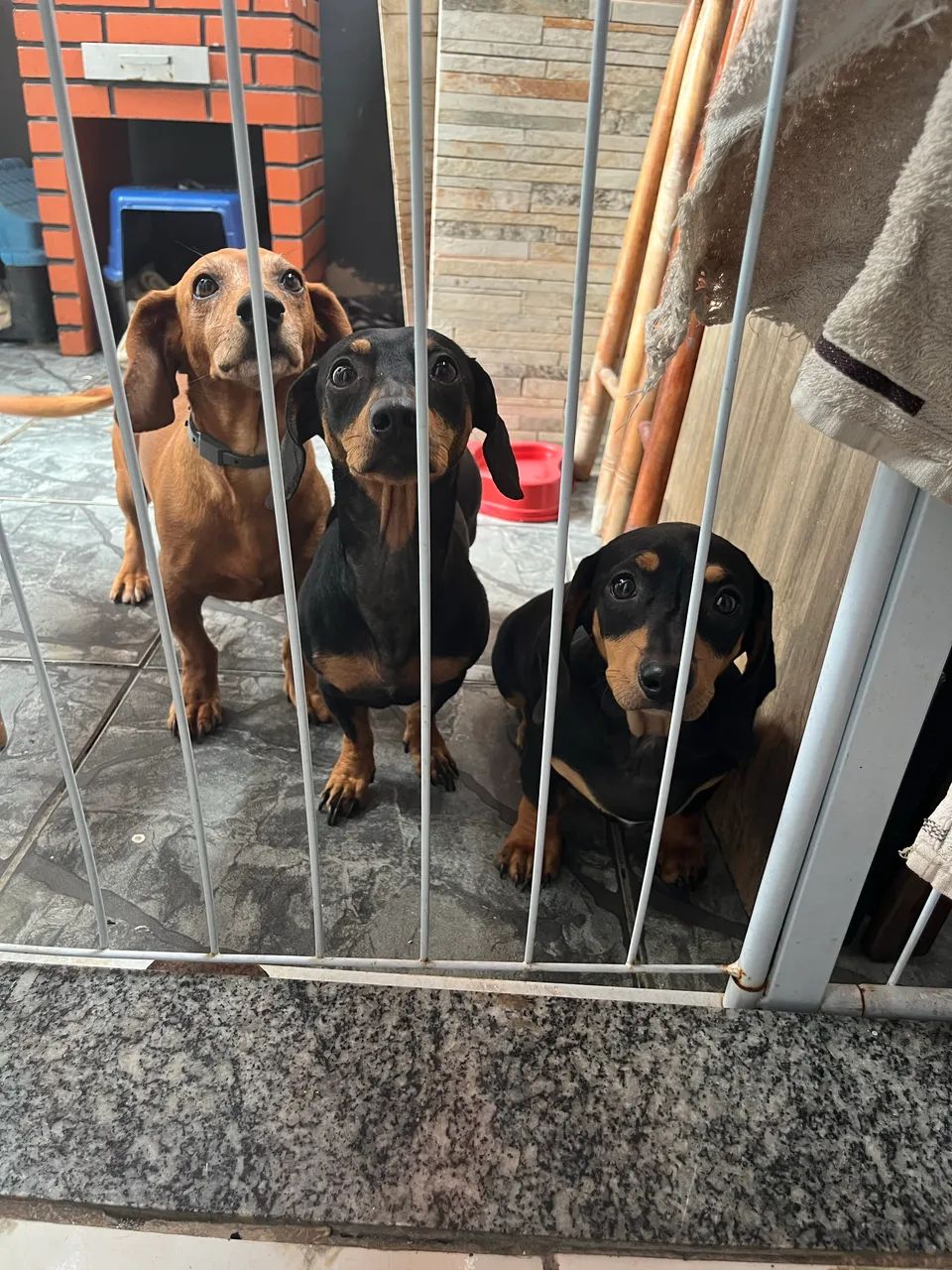 Filhotes de Dachshund - Foto 2