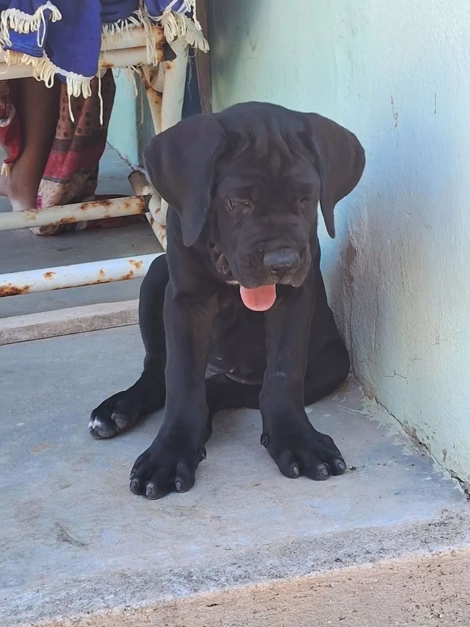 Cane corso italiano 