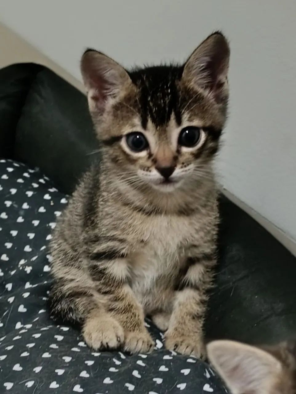 Gatinha  com 1 mês de idade  - Foto 2