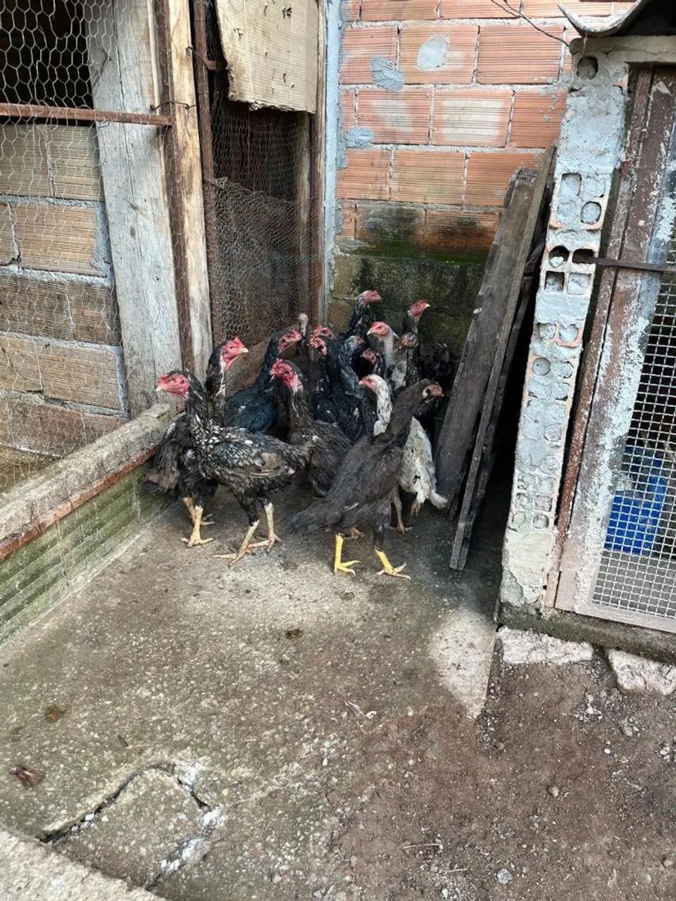 Lote da galinhas indias... - Foto 3