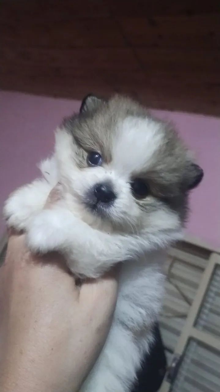 Spitz Alemão Anão  - Foto 4