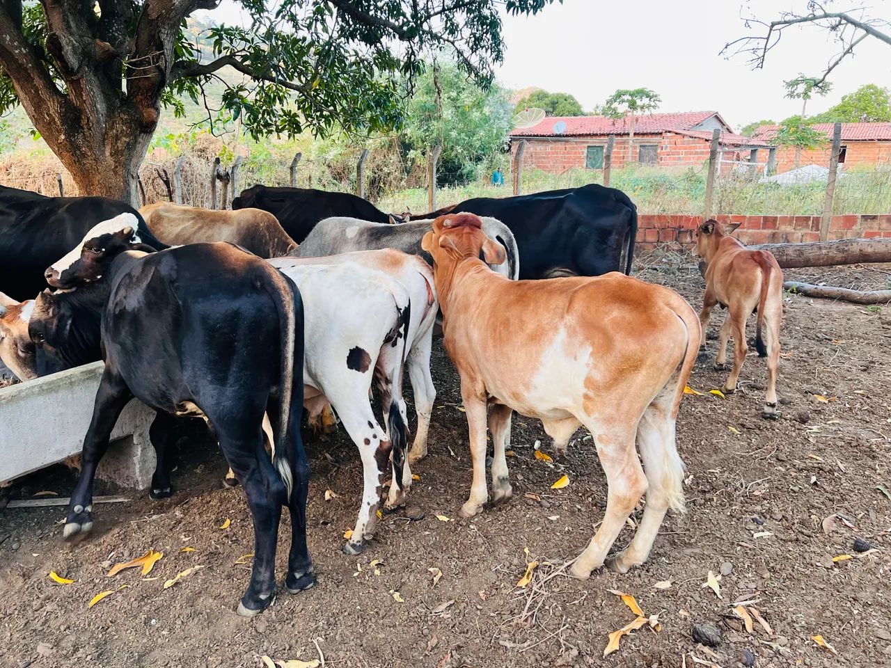 Gado a venda  - Foto 5