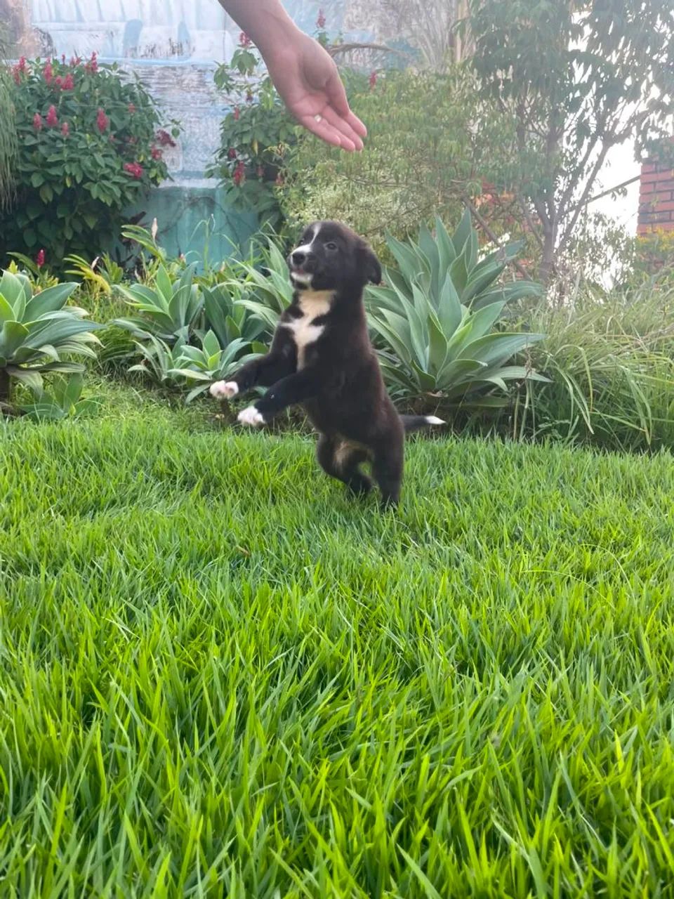 Border Collie  - Foto 2