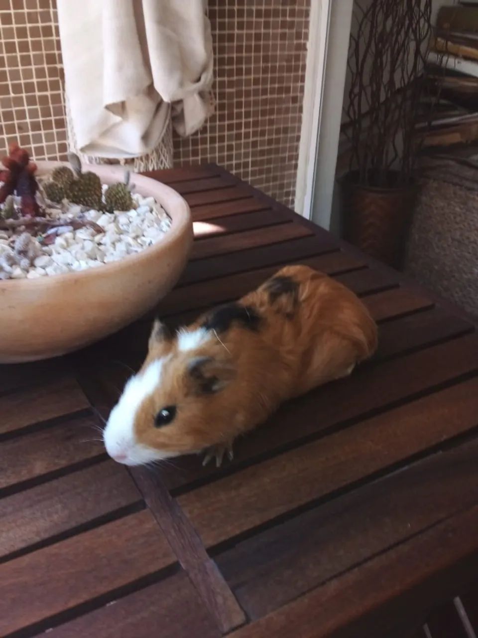 Porquinho da Índia - Foto 2